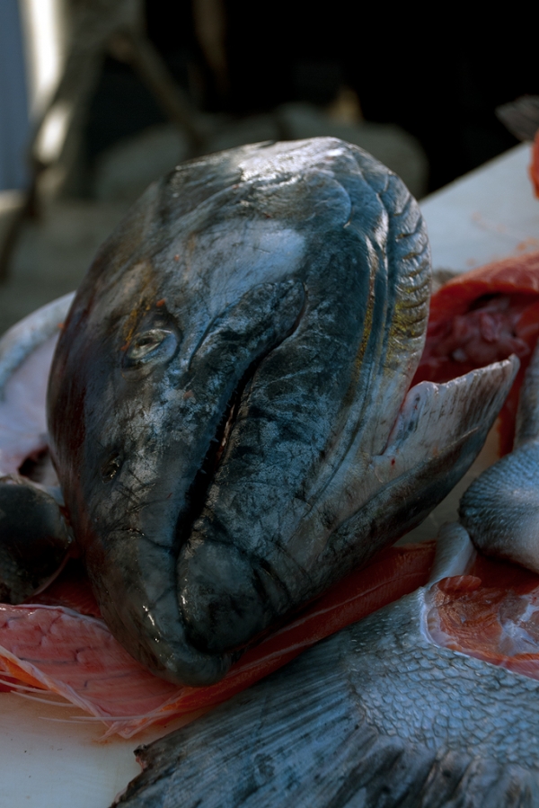 Fish head, fish head, roly poly fish head... (Photo by Tad Carlson)
