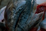 Fish head, fish head, roly poly fish head... (Photo by Tad Carlson)