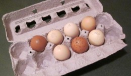 Anyone want a Falcon omelette? (Photo by Gunthercx via wikimedia, CC-BY-SA)